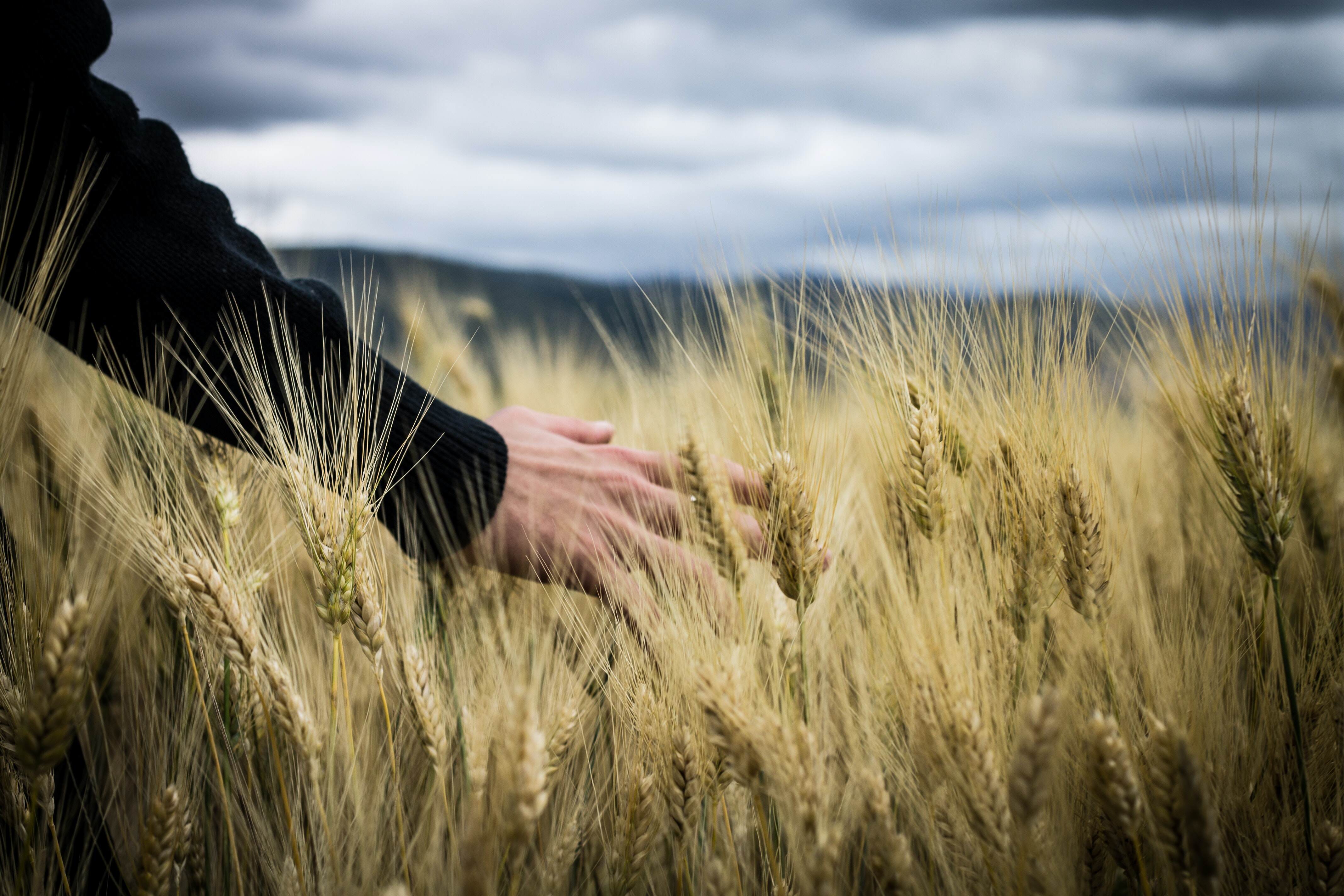 Группа людей в поле. Поле пшеницы. Колосья пшеницы. Человек в поле. Рука в поле с пшеницей.