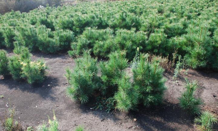 На Левом берегу откроют новый пункт по обмену вторсырья на саженцы