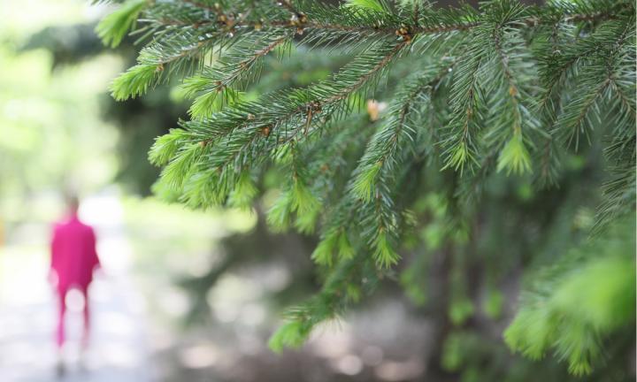 Остров природы среди каменных джунглей - прогулка по омскому дендросаду