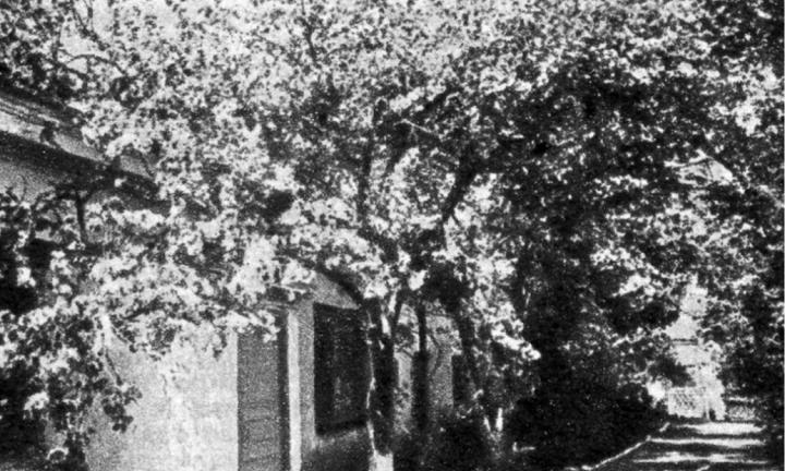 Первая леди. Омская яблоня может стать «Главным деревом страны»