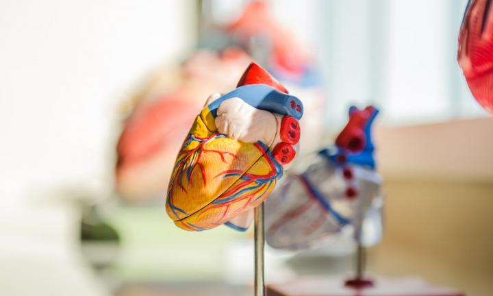 Продлить жизнь сердцу. Омские учёные разработали проект устройства для перевозки органов