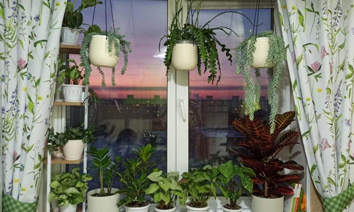 Оранжерея в омской квартире. Как разводить коллекционные растения в городских условиях