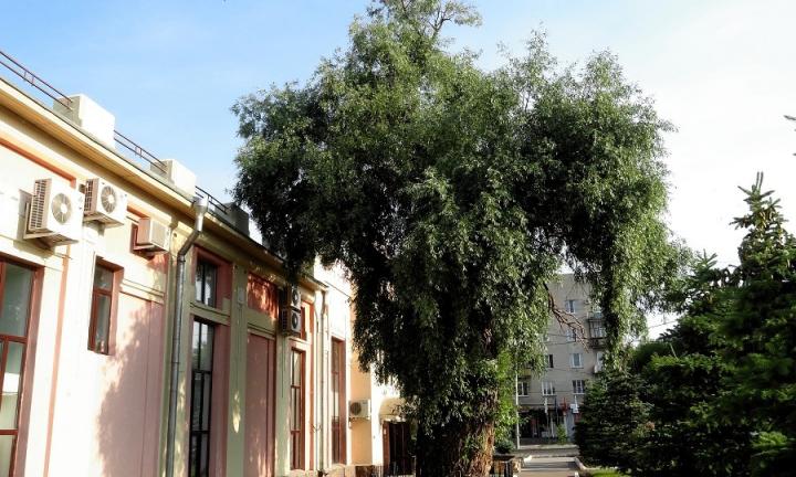 Омск лишится самой старой в городе белой ивы