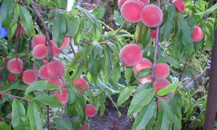 Кто приручил персик в Сибири? История и трагедия известного омского садовода