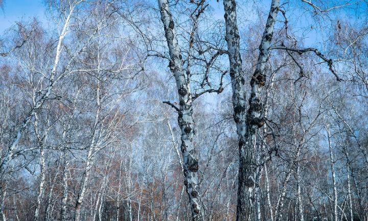 Мэр Омска попросила айтишников проанализировать потоки посетителей в парке 30-летия ВЛКСМ