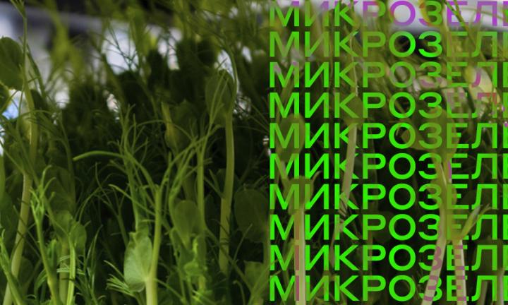 Микрозелень на домашнем подоконнике: руководство для начинающих