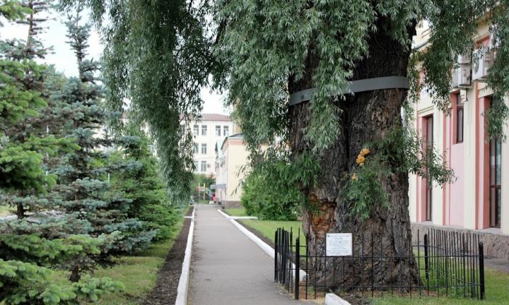 Омичи ищут способы спасти столетнюю белую иву от вырубки