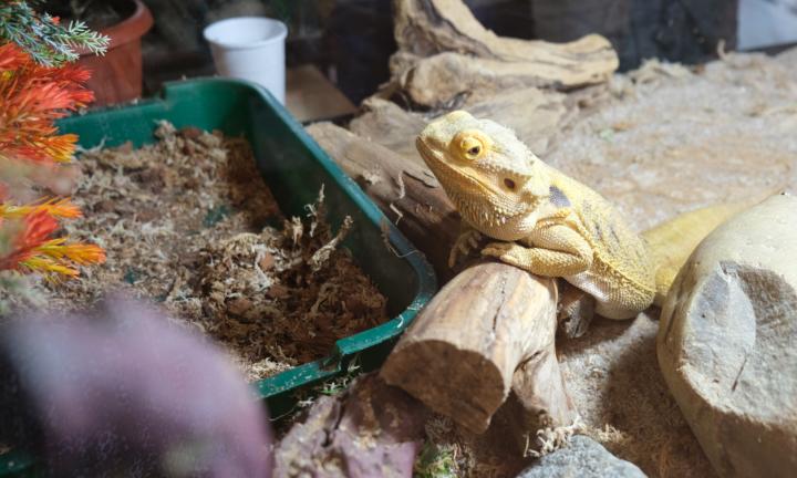 «Чтобы мы смогли принять белку, мне хотели выдать разрешение на охоту»: первый частный неконтактный зоопарк в Омске