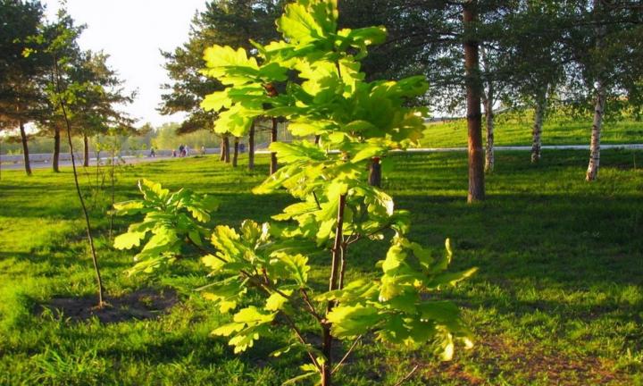 Арт-резиденция ищет волонтёров для посадки крупномеров на территории ОмГТУ 