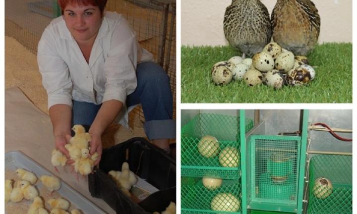 Домашняя птица нового поколения. Биотехнологии омских учёных используют птицеводы всего Зауралья