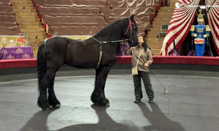 «Россия – мой второй дом». Известная итальянская дрессировщица Майли Монни о цирке и Омске