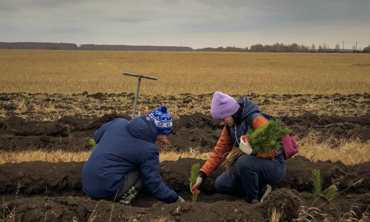 40 волонтёров при сильном ветре и дожде высадили сосновый бор