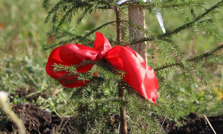 Три тысячи омичей приехали в сад «Сибирь», чтобы посадить деревья