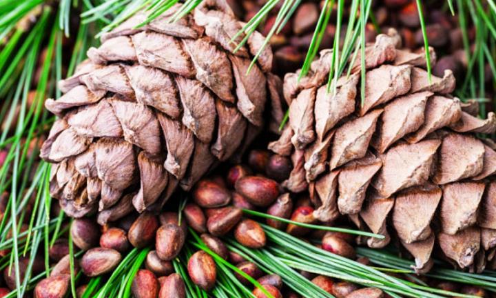 Обладатель премии National Geographic проведёт Кедрофест в Большекулачье