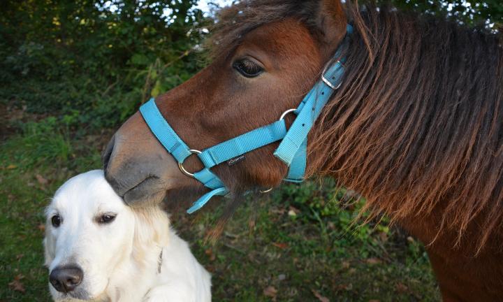 Омский ипподром приглашает на день рождения, организованный совместно с «Будкой»