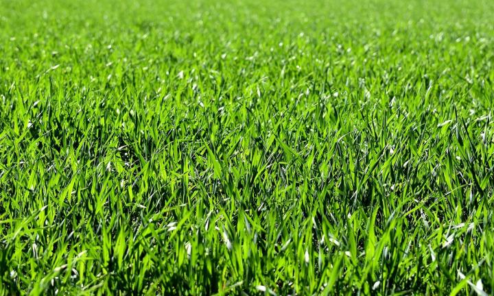 В проект по благоустройству «Зеленого острова» внесут изменения по пожеланиям омичей