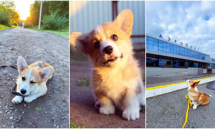  Инстаграм дня: юная корги с омской пропиской
