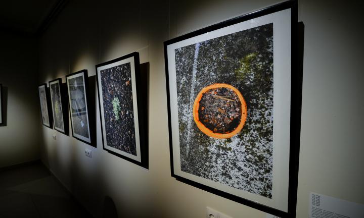 Новое слово о новой природе: выставка фотографа и художника Александра Румянцева