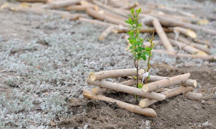 Тысячи омичей высаживали деревья, чтоб вернуть Омску статус «города-сада»