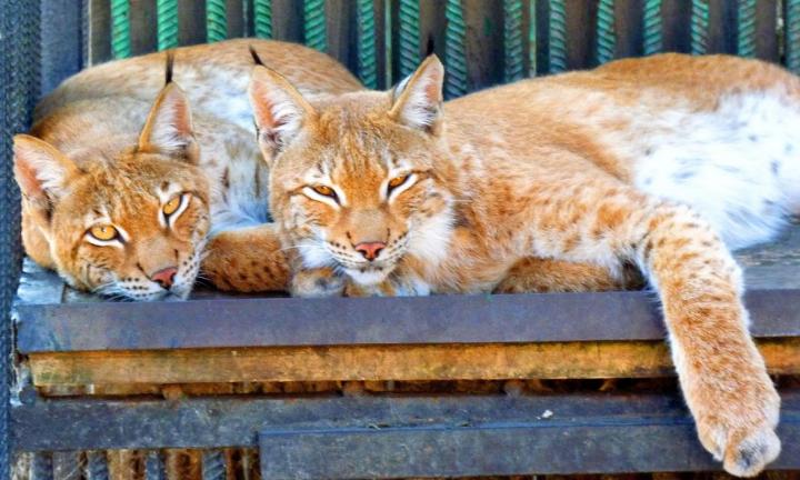 Активист разработал интерактивную карту Большереченского зоопарка