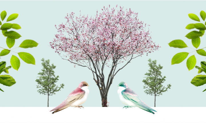 Гид по главным цветущим улицам и паркам Омска