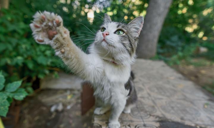 Приюти хвостатого друга и приходи в музей бесплатно: необычная акция центра «Эрмитаж-Сибирь»