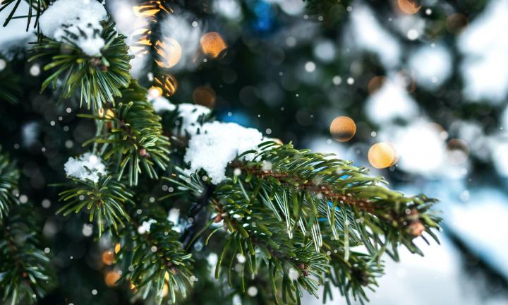 Явки и пароли: список официальных ёлочных базаров