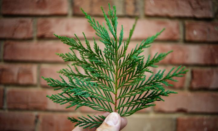 Экологический проект «Кедротека» претендует на победу в конкурсе National Geographic 