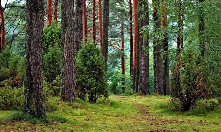  Омичам предлагают подписать петицию против уничтожения зелёного фонда города