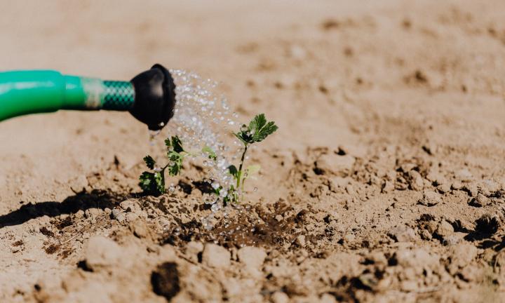 Омские волонтёры Greenpeace просят поддержать инициативу частного лесовыращивания