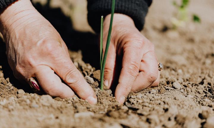 В Омской области хотят массово высадить деревья – вы можете помочь этому