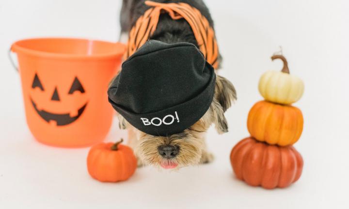 В кофейне TERRA пройдёт dog-friendly Хэллоуин 