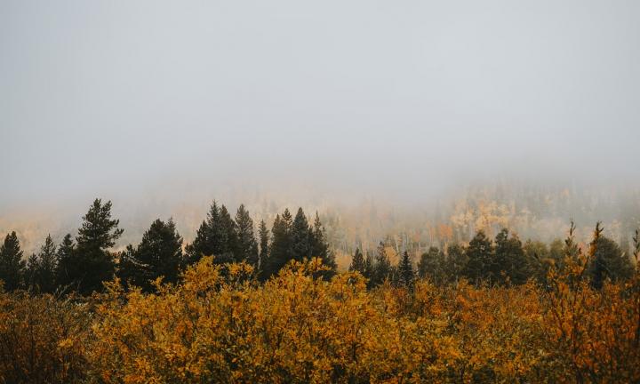Объявлены новые даты проведения акции «Посади лес» в Омской области