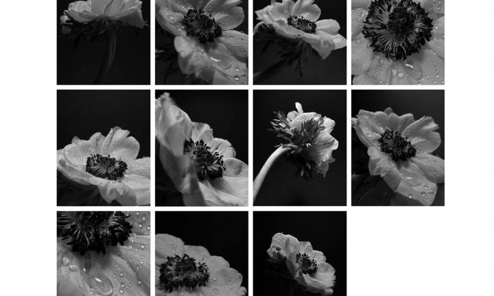 «Цветы — это лейтмотив моей жизни»: выставка фотографа Кристины Тарасенко в баре «Одно вино»