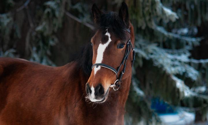 Красная и Огненная. Где в Омске покататься на лошадях?