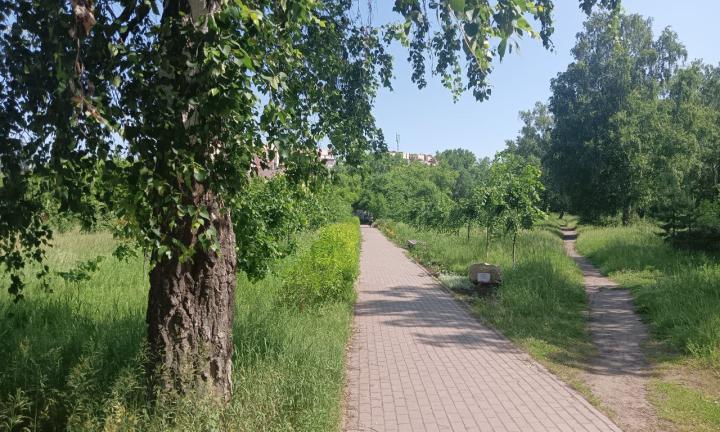 Липовые аллеи. Омич превращает заброшенную территорию в центре города в зелёный сквер