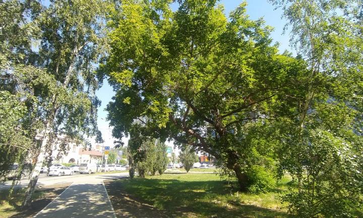 Урбанистка рассказала о заседании комиссии, которая решает судьбу омских деревьев 