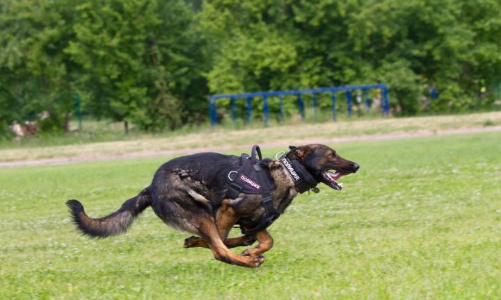 Коляски, собаки и сладости: как прошла ежегодная благотворительная гонка «Хвостатый забег»