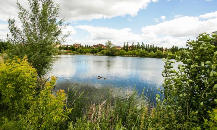 Слушания по судьбе дендросада Гензе позади. Что дальше?