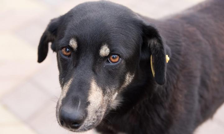 Омичей просят помочь с кормом для бездомных собак