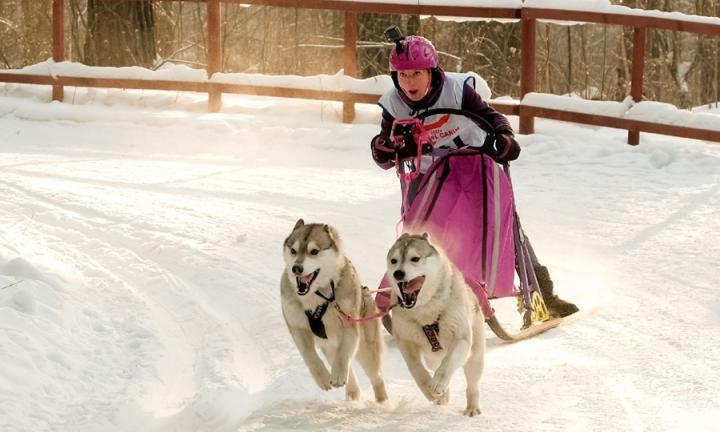 Пять хаски, одна упряжка и целая жизнь. Как Ольга Холодова променяла спокойствие на упряжку и стала президентом федерации ездового спорта?