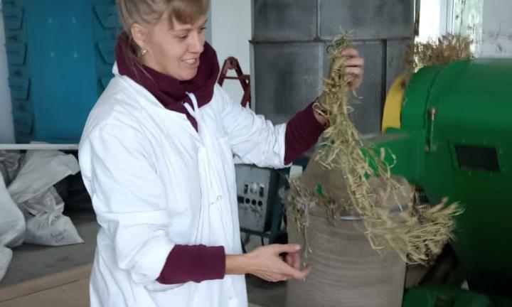 Сибирские зернобобовые. На омских полях можно успешно выращивать фасоль и чечевицу 
