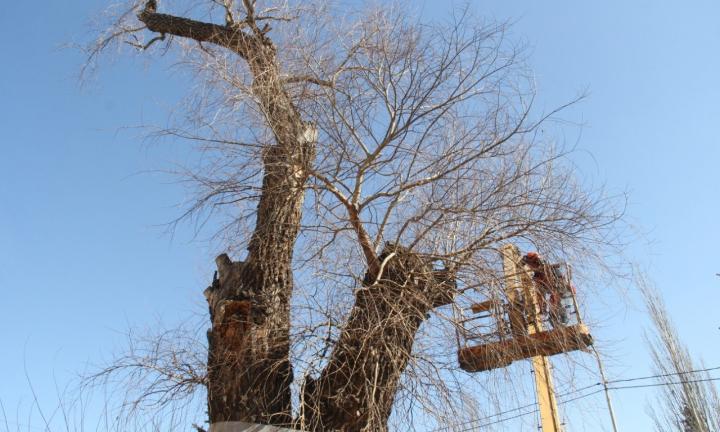 В Омске высадят аллею из отростков самого старого дерева города