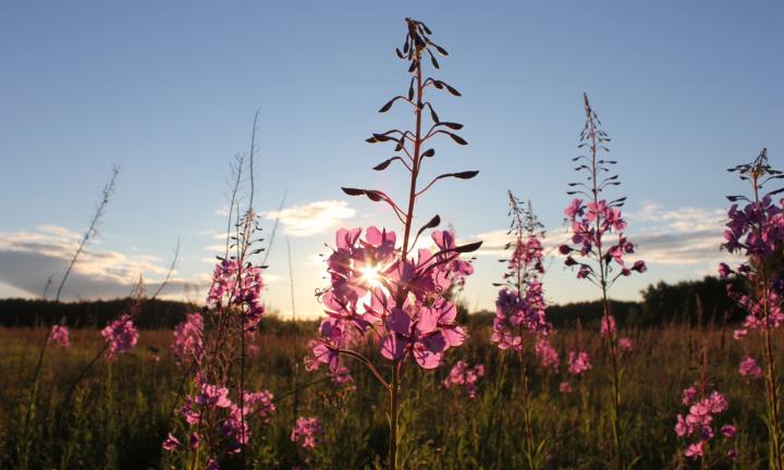День Земли. Как помочь природе здесь и сейчас