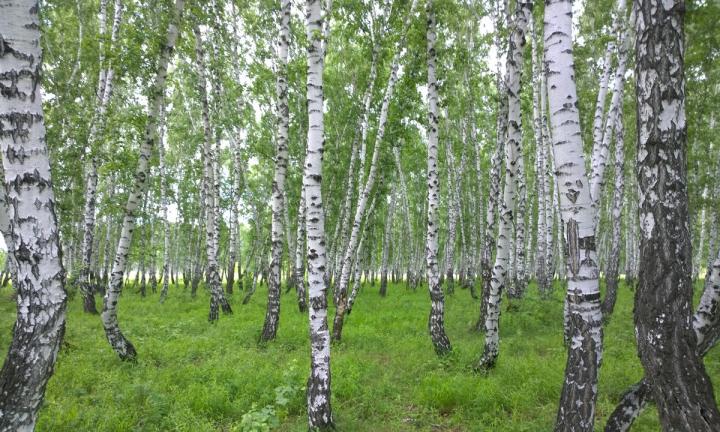 Активисты близки к тому, чтобы отстоять лес на Волгоградской от застройки