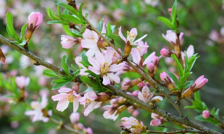 По дендросаду с гидом: сколько стоит экскурсия